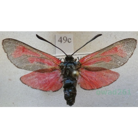 Zygaena cynarae (Esper, 1789) Kraśnik kminowiec Czech49c